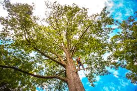 Best Leaf Removal  in Orchards, WA