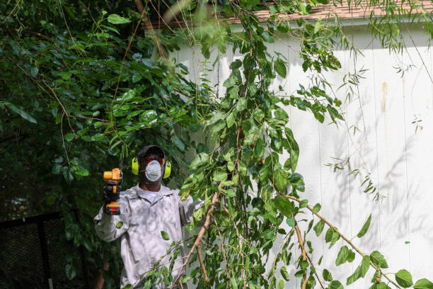Best Emergency Tree Removal  in Orchards, WA